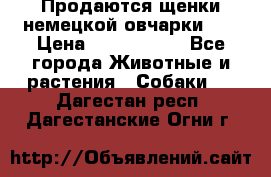 Продаются щенки немецкой овчарки!!! › Цена ­ 6000-8000 - Все города Животные и растения » Собаки   . Дагестан респ.,Дагестанские Огни г.